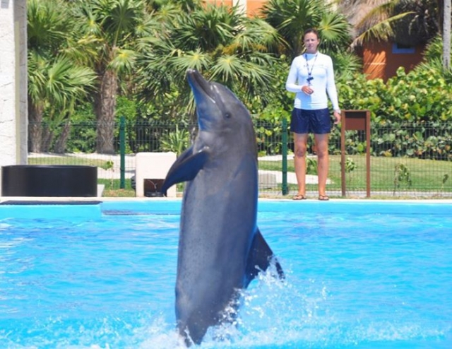 Show de delfines